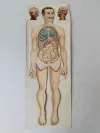 Körper Anatomie Zeichnung Mann Alte Medizinische 1