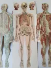 Körper Anatomie Zeichnung Mann Alte Medizinische 10
