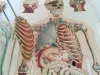 Körper Anatomie Zeichnung Mann Alte Medizinische 11