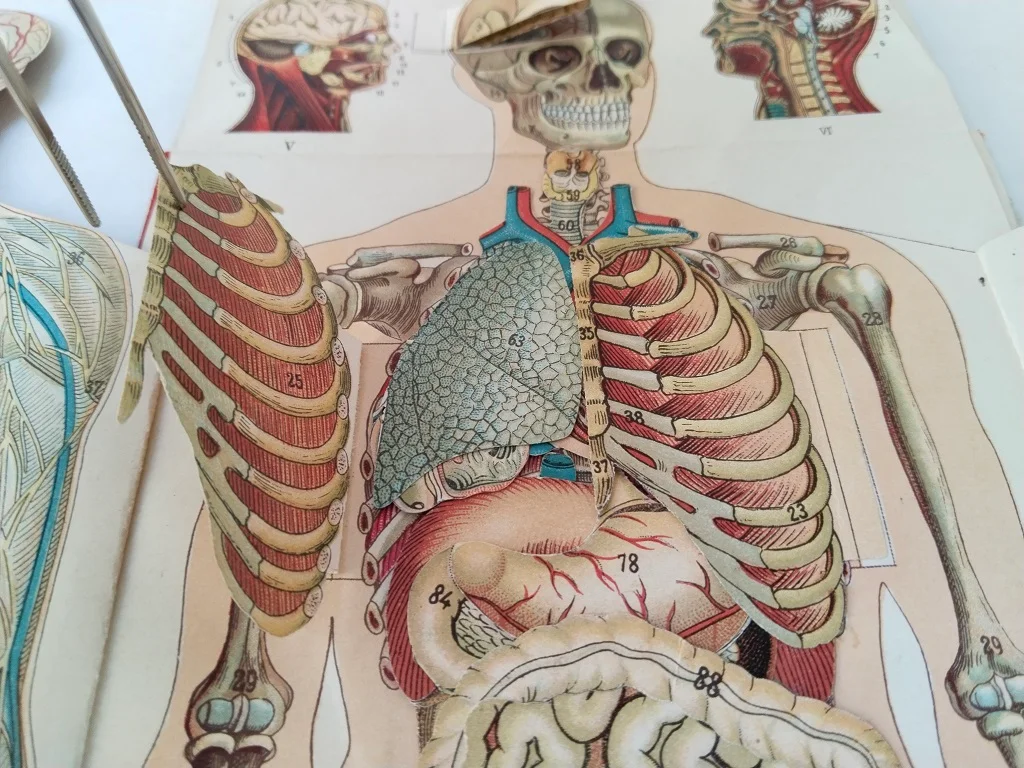 Körper Anatomie Zeichnung Mann Alte Medizinische 11