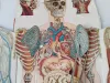 Körper Anatomie Zeichnung Mann Alte Medizinische 12