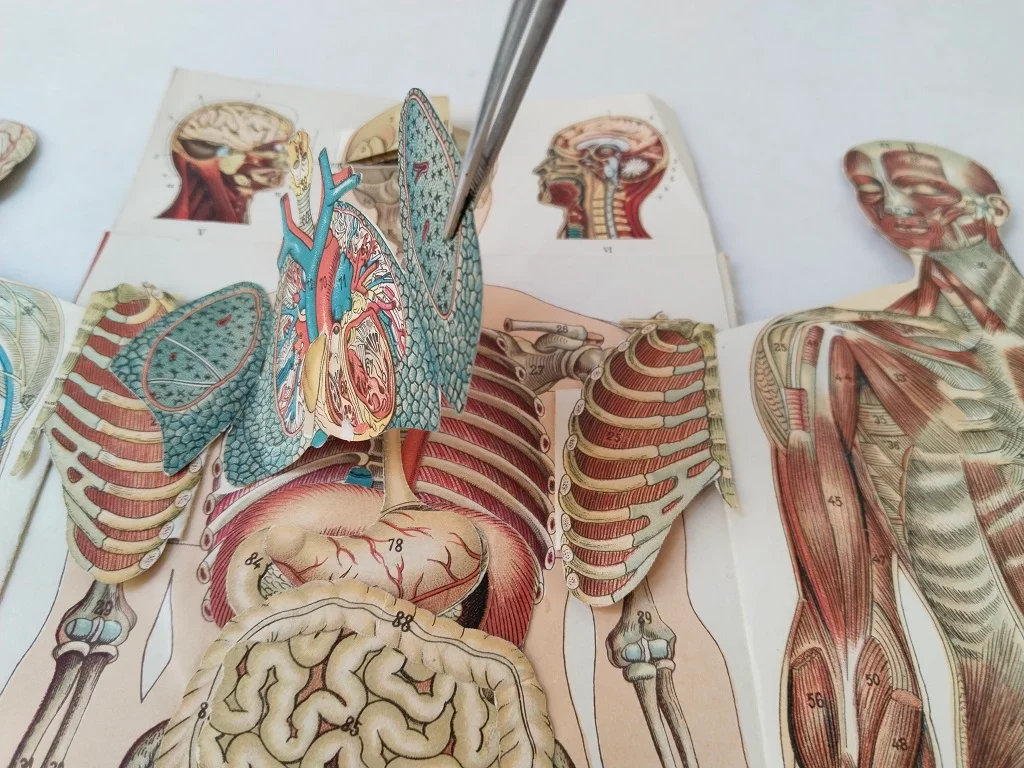 Körper Anatomie Zeichnung Mann Alte Medizinische 13