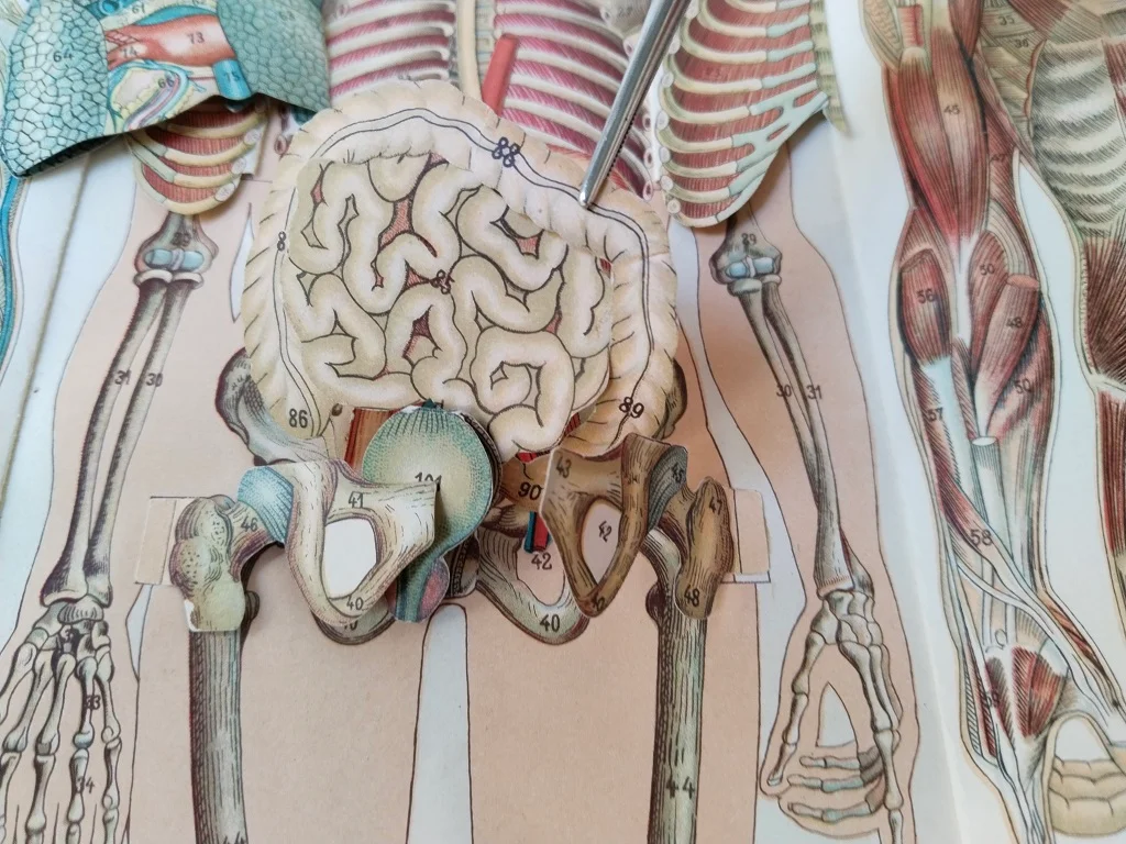 Körper Anatomie Zeichnung Mann Alte Medizinische 14