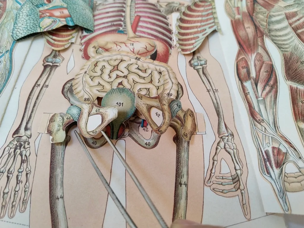 Körper Anatomie Zeichnung Mann Alte Medizinische 15