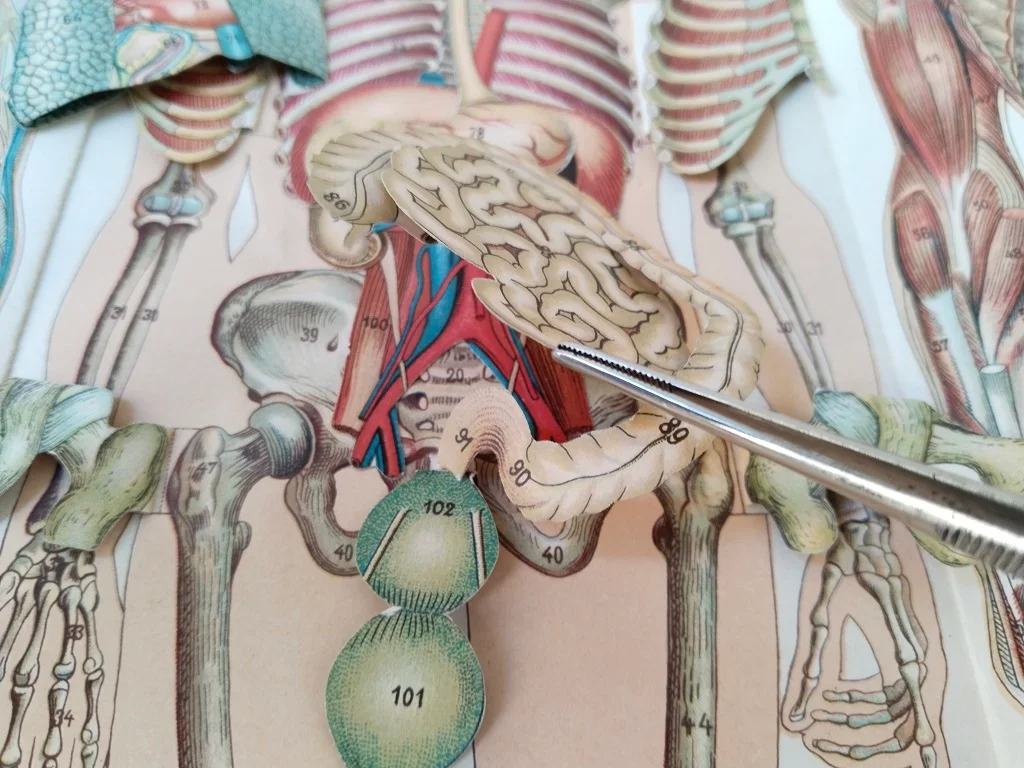 Körper Anatomie Zeichnung Mann Alte Medizinische 16