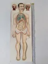 Körper Anatomie Zeichnung Mann Alte Medizinische 18