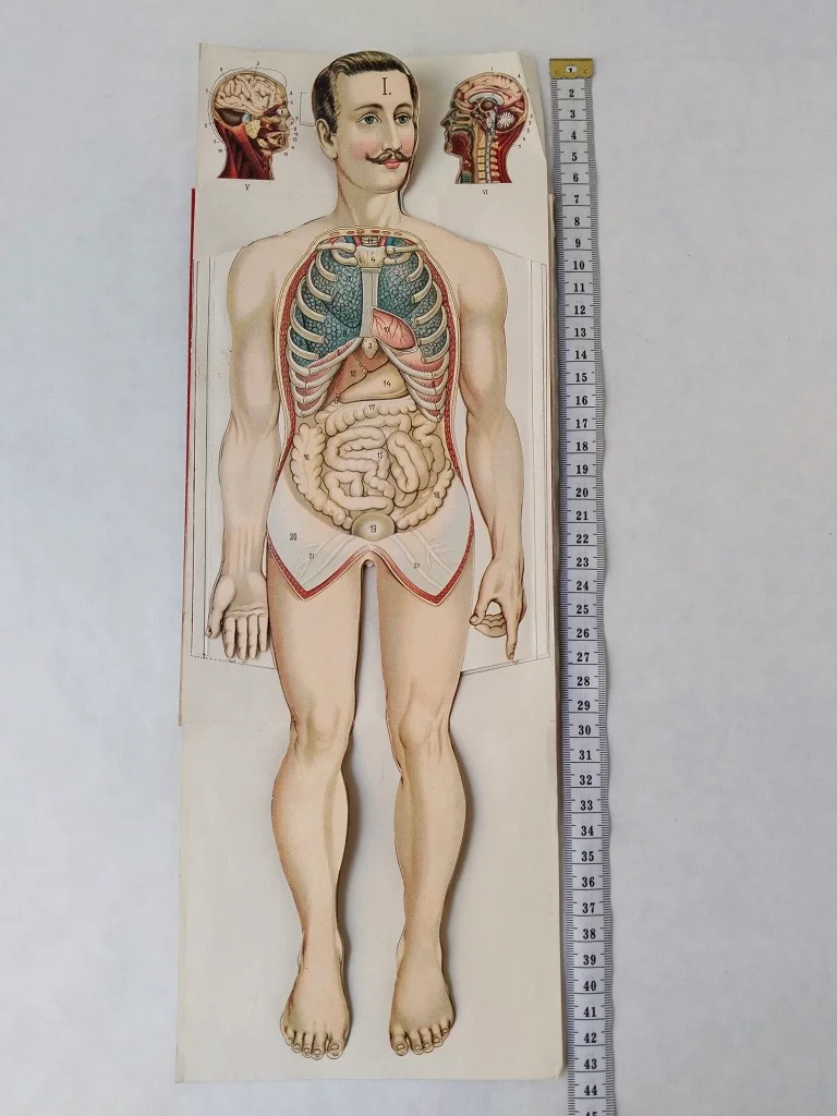 Körper Anatomie Zeichnung Mann Alte Medizinische 18