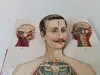 Körper Anatomie Zeichnung Mann Alte Medizinische 2