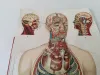 Körper Anatomie Zeichnung Mann Alte Medizinische 3