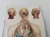 Körper Anatomie Zeichnung Mann Alte Medizinische 4