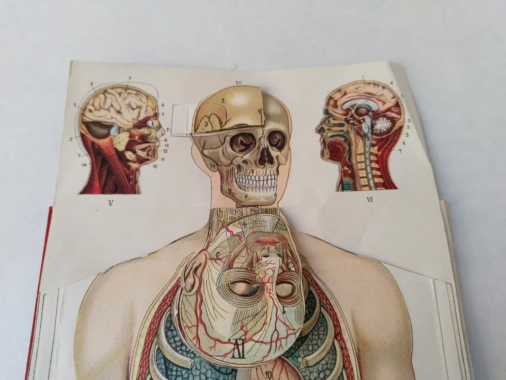 Körper Anatomie Zeichnung Mann Alte Medizinische 4