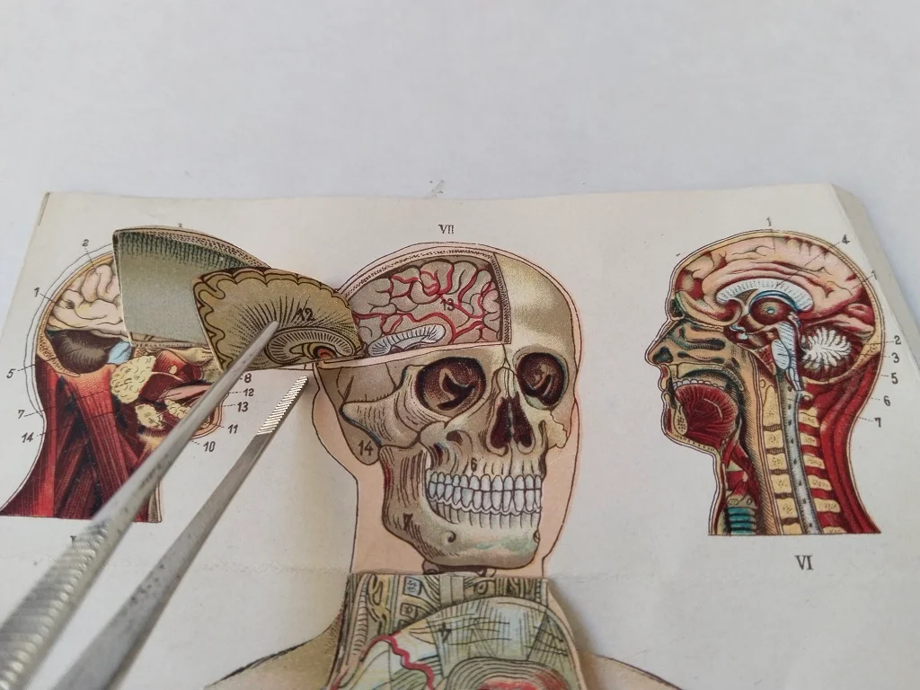 Körper Anatomie Zeichnung Mann Alte Medizinische 6