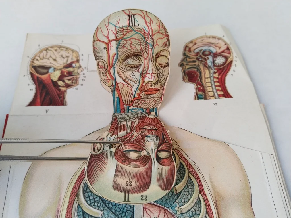 Körper Anatomie Zeichnung Mann Alte Medizinische 7