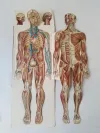 Körper Anatomie Zeichnung Mann Alte Medizinische 8