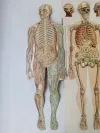 Körper Anatomie Zeichnung Mann Alte Medizinische 9