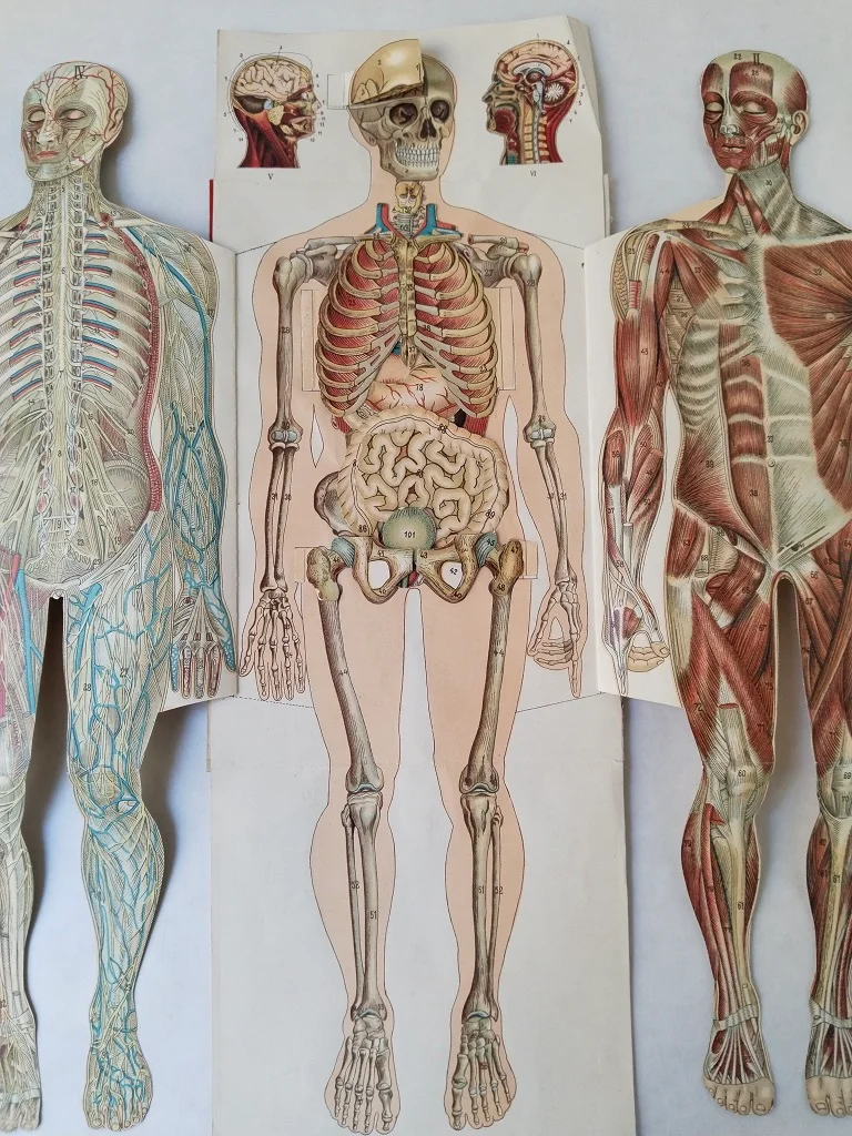 Körper Anatomie Zeichnung Mann Alte Medizinische Ausklappbare Illustrationen ca 1900