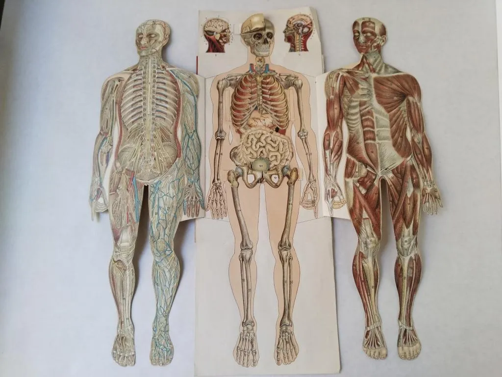 The Paper Fold-Out Anatomy model, showcasing detailed layers of the human body, used for educational purposes at the Medical Faculty of Paris University around 1900.